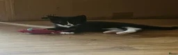 Mixed Breed cats for sale: Adorable Black & White Kittens for Sale 🐾 - Advert 10