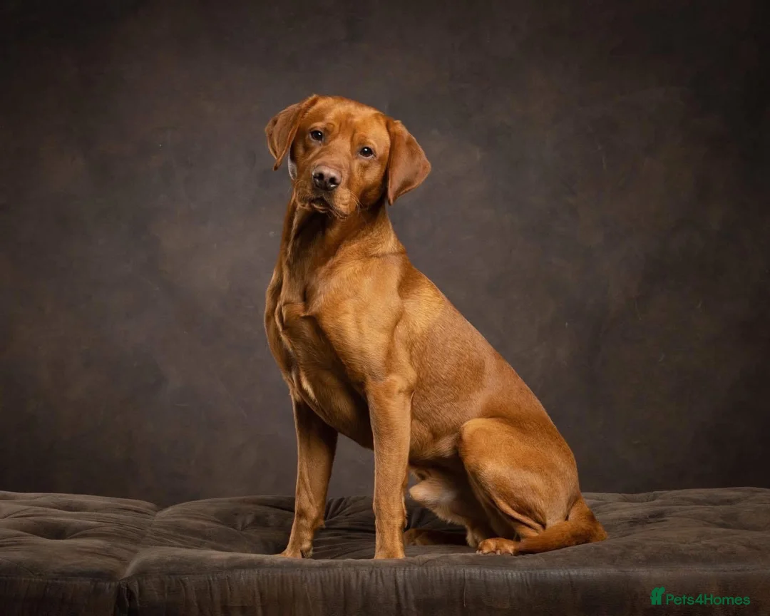 Labrador Retriever dogs for sale: Beautiful litter of KC Black Labradors in Skipton - Advert 3