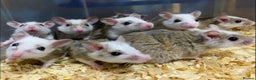 Rat rodents for sale: Male and female African soft furred rats - Advert 1