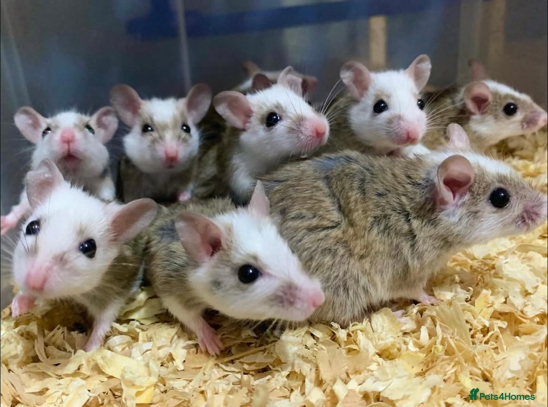 Rat rodents for sale: Male and female African soft furred rats - Advert 1