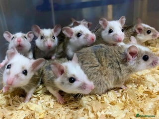 Rat rodents Male and female African soft furred rats - Advert 1