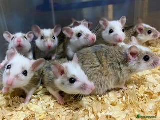 Rat rodents Male and female African soft furred rats - Advert 8