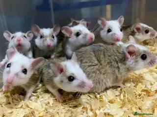 Rat rodents Male and female African soft furred rats - Advert 17