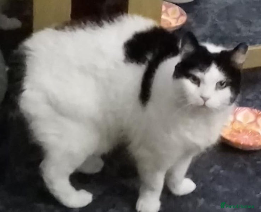 Mixed Breed cats for adoption: Momo needs a home of her own - Advert 3