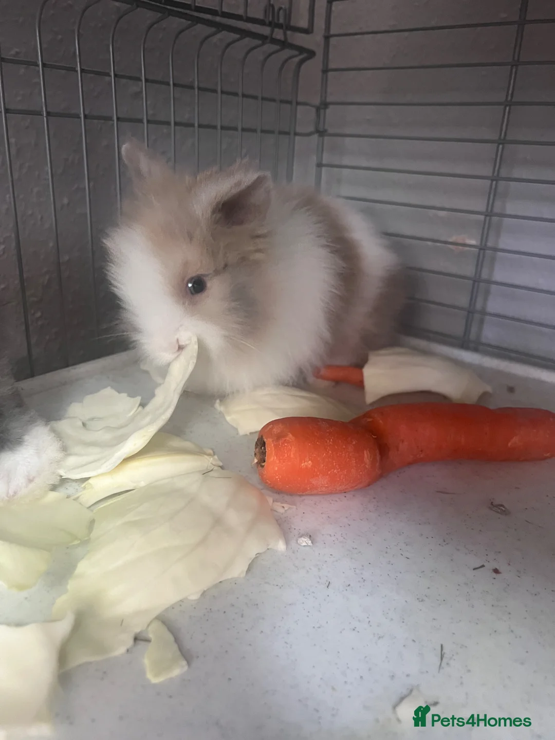 Lionhead rabbits for sale: Lionhead Rabbits  - Advert 1