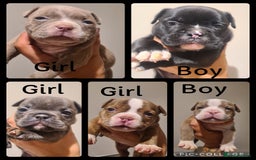 American Bully dogs for sale: Exotic American bully pups blood lines of bitcoin  - Image 7