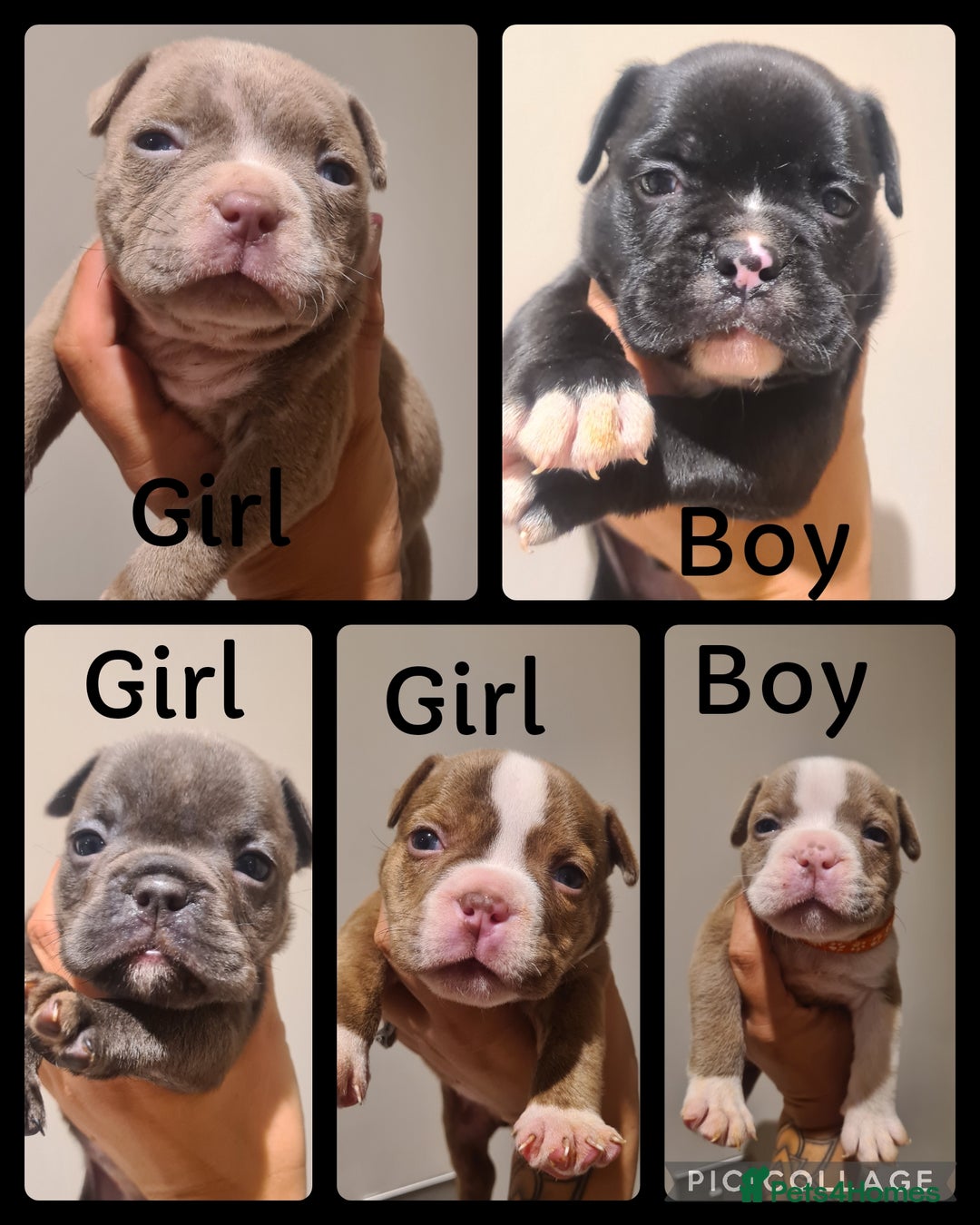 American Bully dogs for sale: Exotic American bully pups blood lines of bitcoin  - Image 7