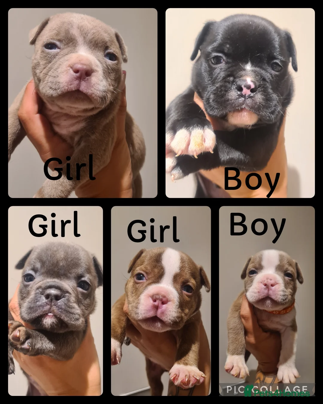 American Bully dogs for sale: Micro exotic American bullys bitcoin bloodlines - Advert 7