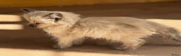 Ragdoll cats for sale: Ragdoll GCCF registered kittens - 9 weeks old - Advert 19