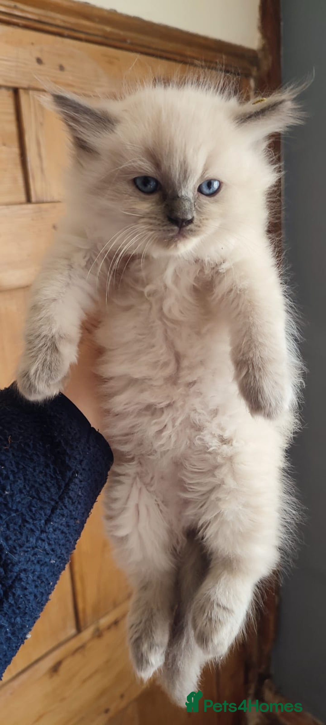 Ragdoll cats for sale: Beautiful Ragdoll kittens - Image 10