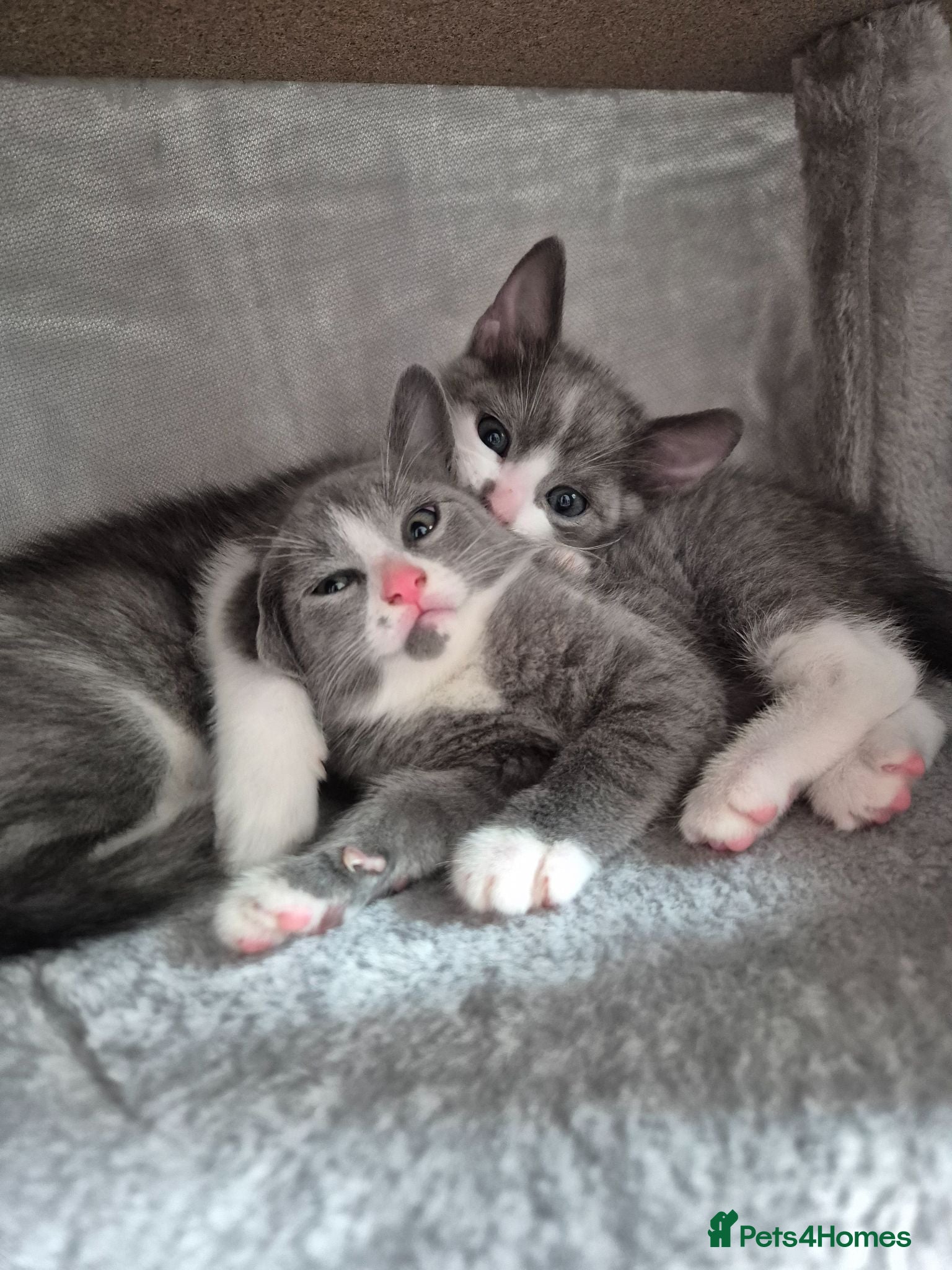 Mixed Breed cats Playful kittens - Advert 1