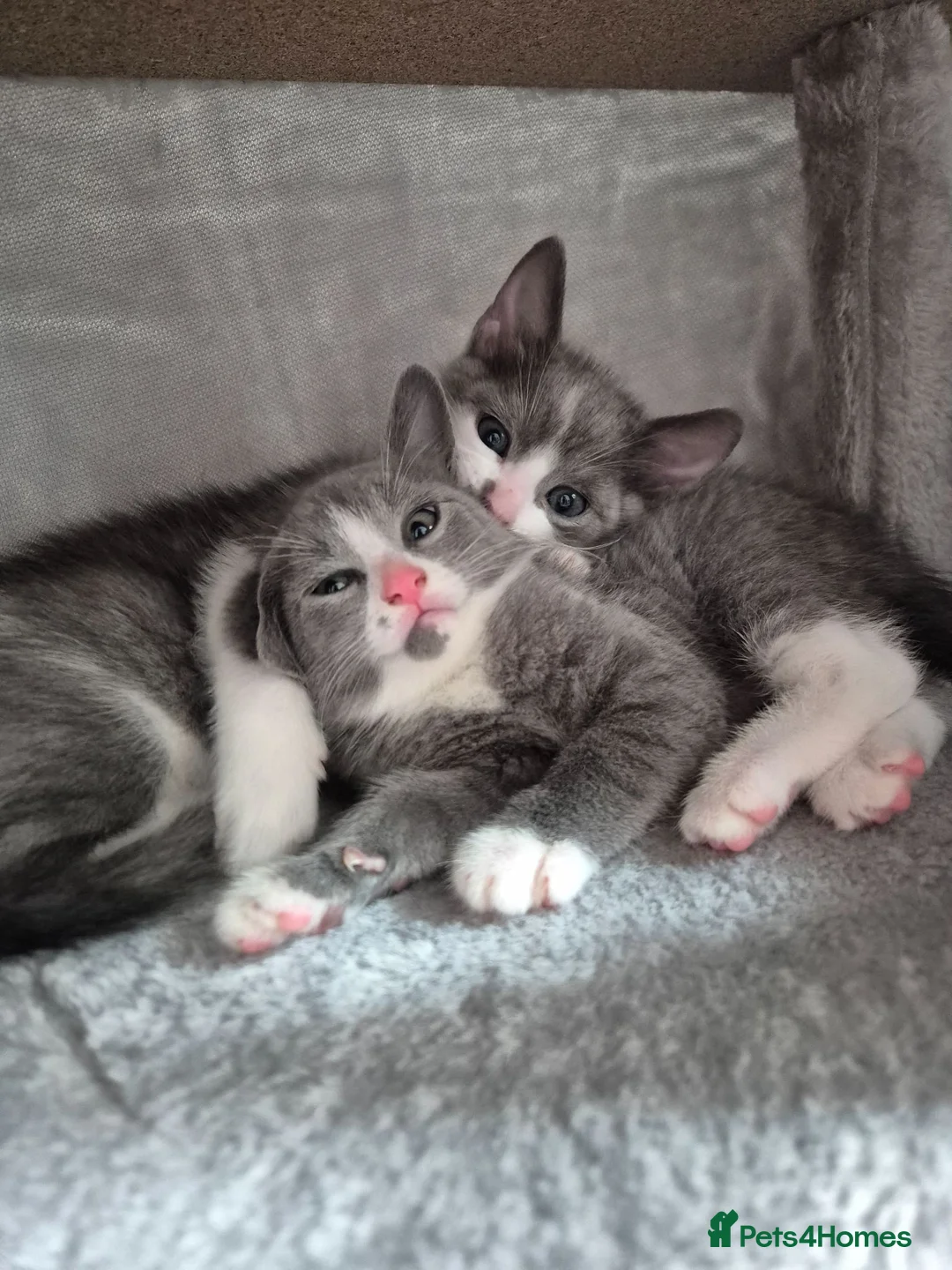 Mixed Breed cats for sale: Playful kittens - Advert 2