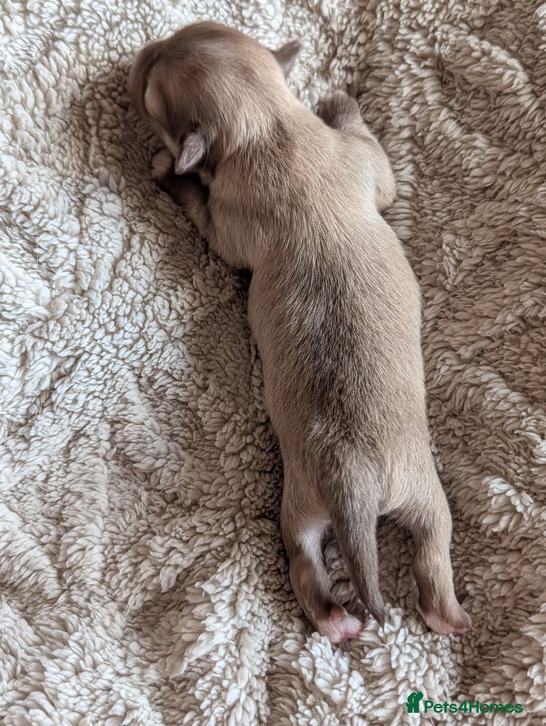 Chihuahua dogs for sale: Gorgeous Chihuahuas looking for their forever home - Advert 14