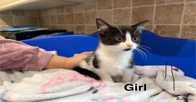 Domestic Shorthair cats - Advert 8