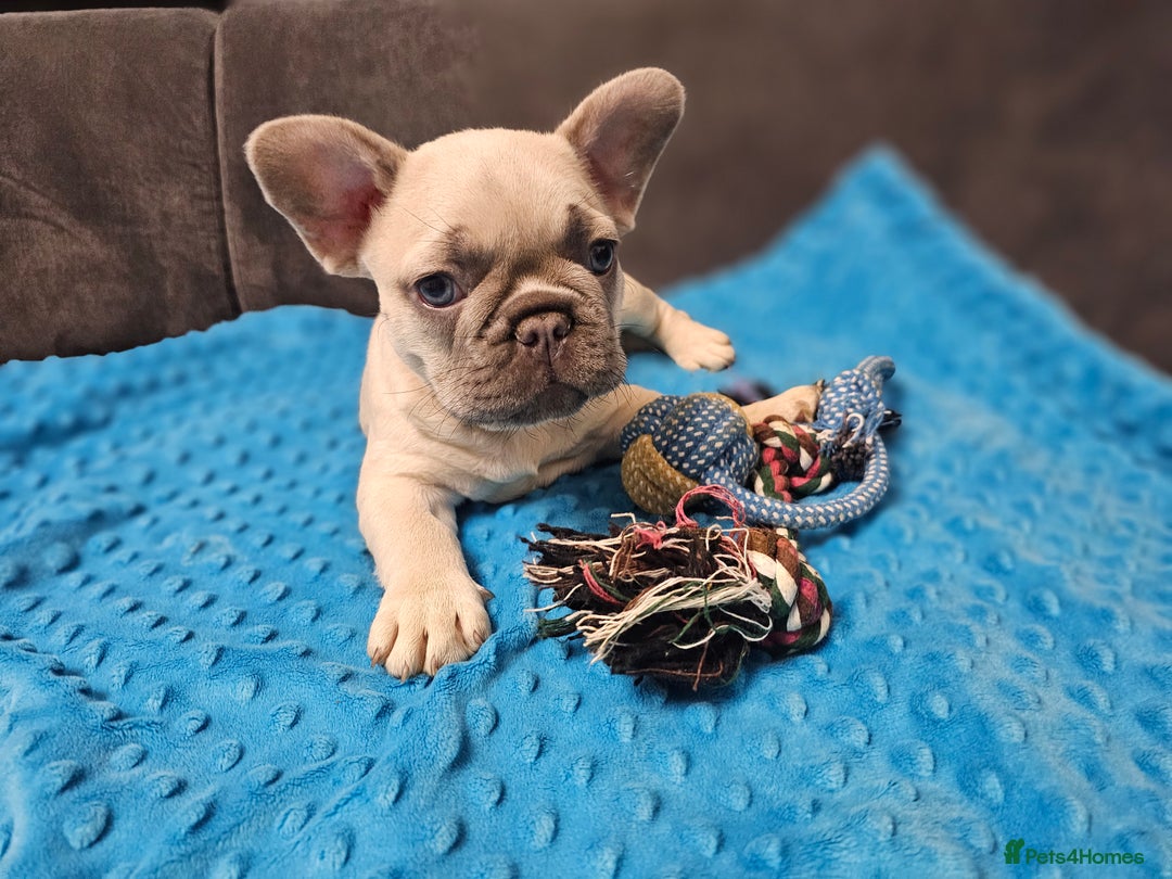 French Bulldog dogs for sale: French buldog puppies - Image 11