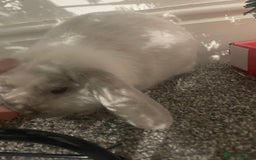 Mini Lop rabbits for sale: Thumper the Rabbit  - Advert 4