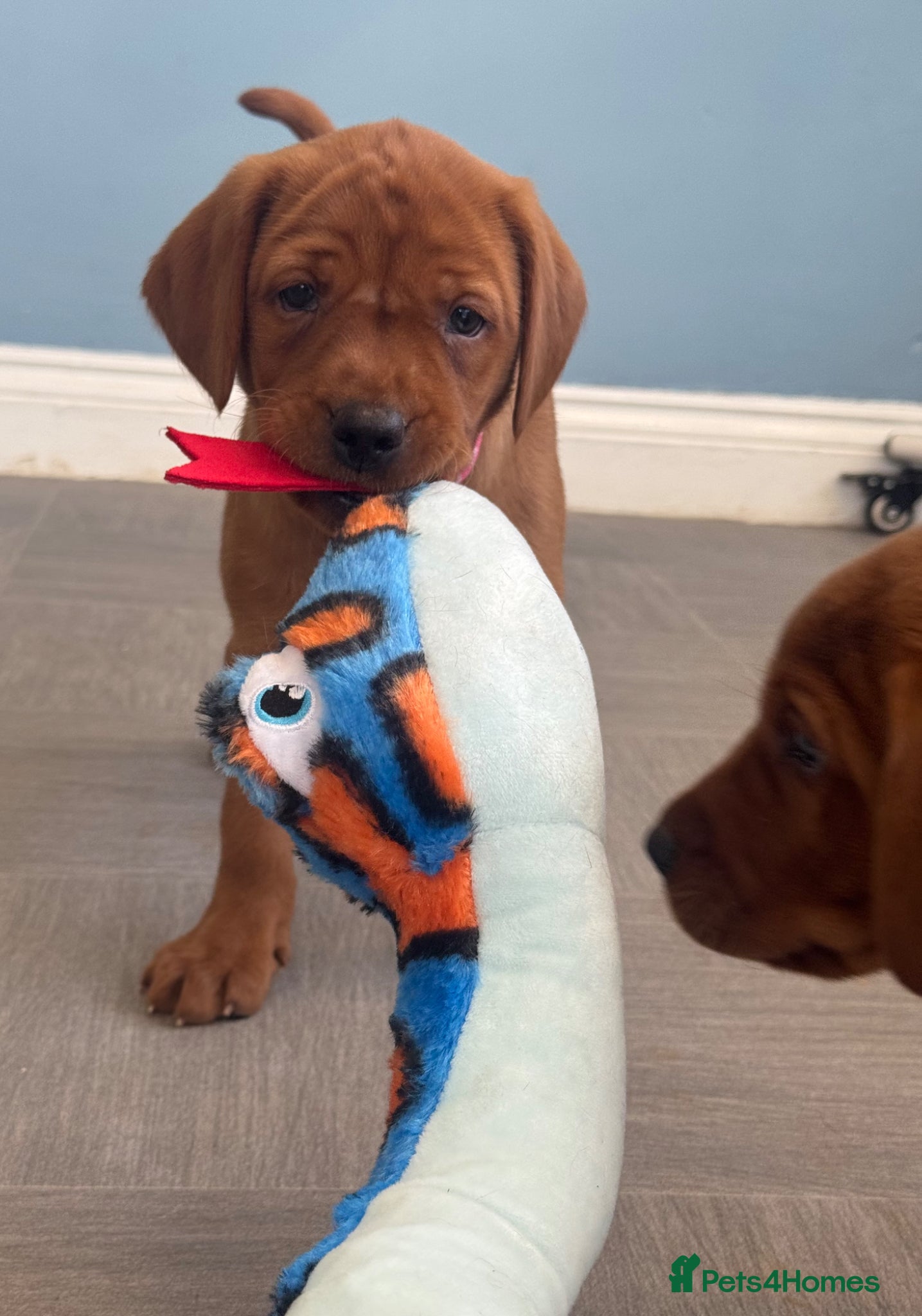 Labrador Retriever dogs Stunning fox red litter - fully health tested  - Advert 2