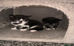 Mixed Breed cats for sale: Female Kittens ready for a new home  - Image 6