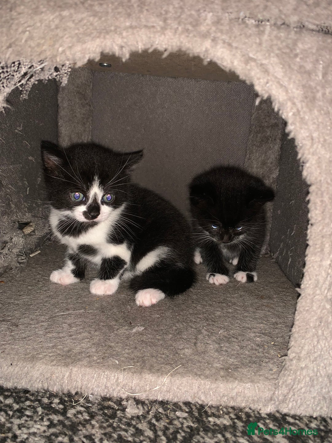 Mixed Breed cats for sale: Female Kittens ready for a new home  - Image 6