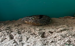 Quail poultry for sale: Quail - Image 3