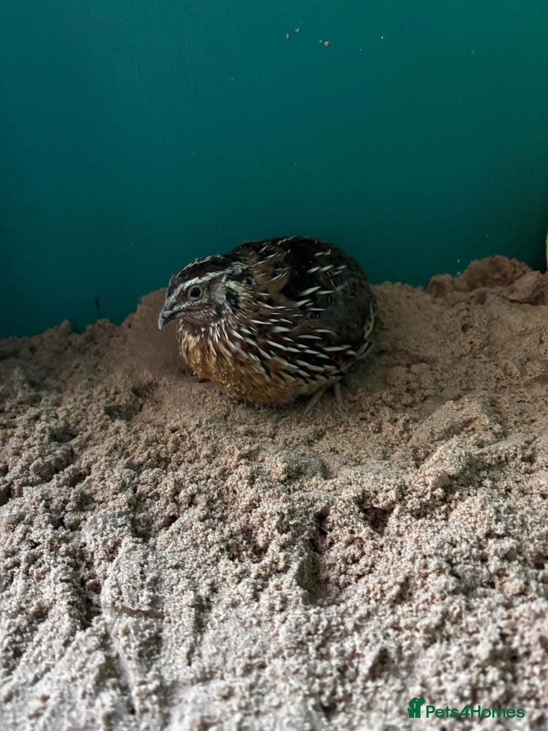 Quail poultry for sale: Quail - Image 3