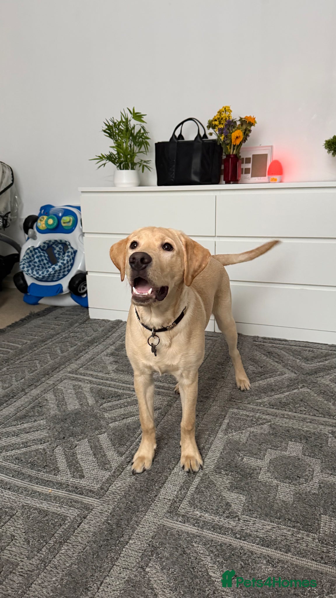 Labrador Retriever dogs Labrador Retriever  - Advert 1