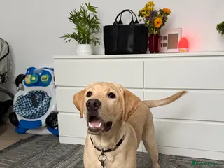 Labrador Retriever dogs Labrador Retriever - Advert 2