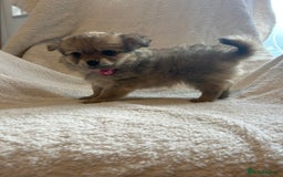 Pomchi dogs for sale: Beautiful fluffy pomchi puppies  - Image 7