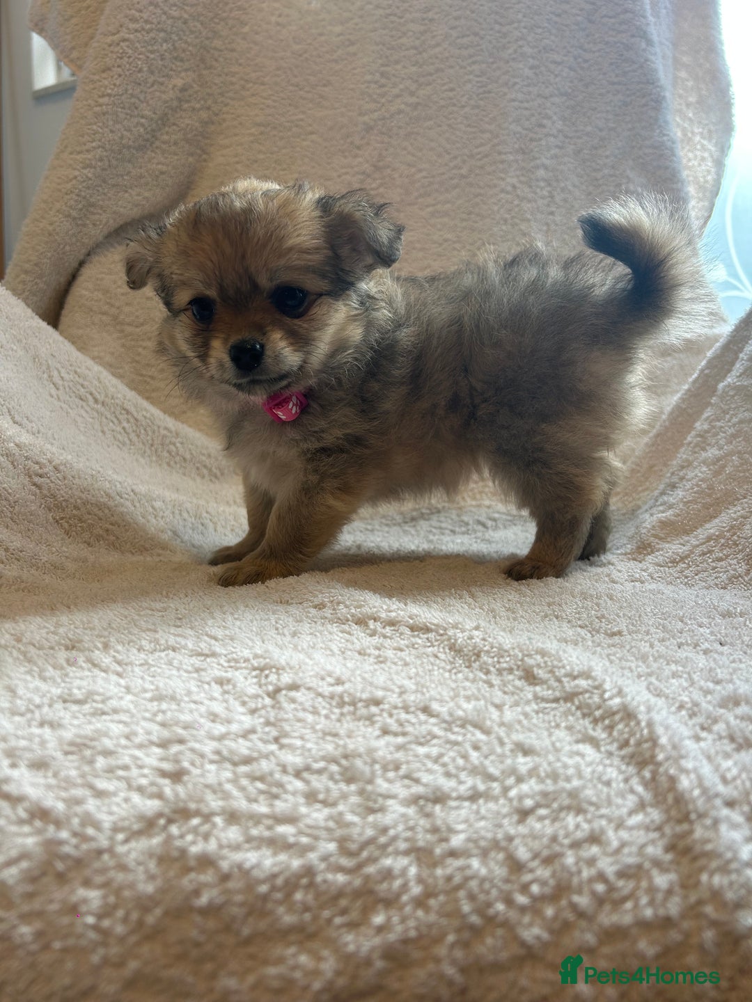 Pomchi dogs for sale: Beautiful fluffy pomchi puppies  - Image 7