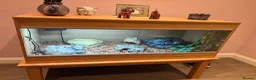 Python Snake reptiles for sale: Ball Python - Male 2.5yrs in Leven - Advert 8