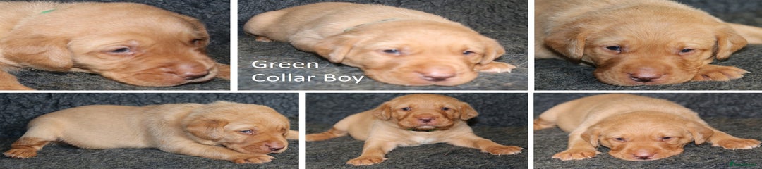 Green Collar Boy
