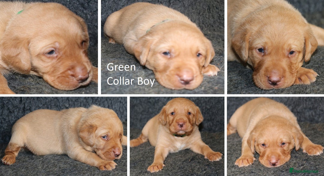 Labrador Retriever dogs for sale: Red Fox Labs : Health Checked-KC Reg-FTCH Pedigree - Image 19
