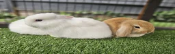 Mini Lop rabbits for sale: Beautiful Mini lops ❤️ - Advert 20