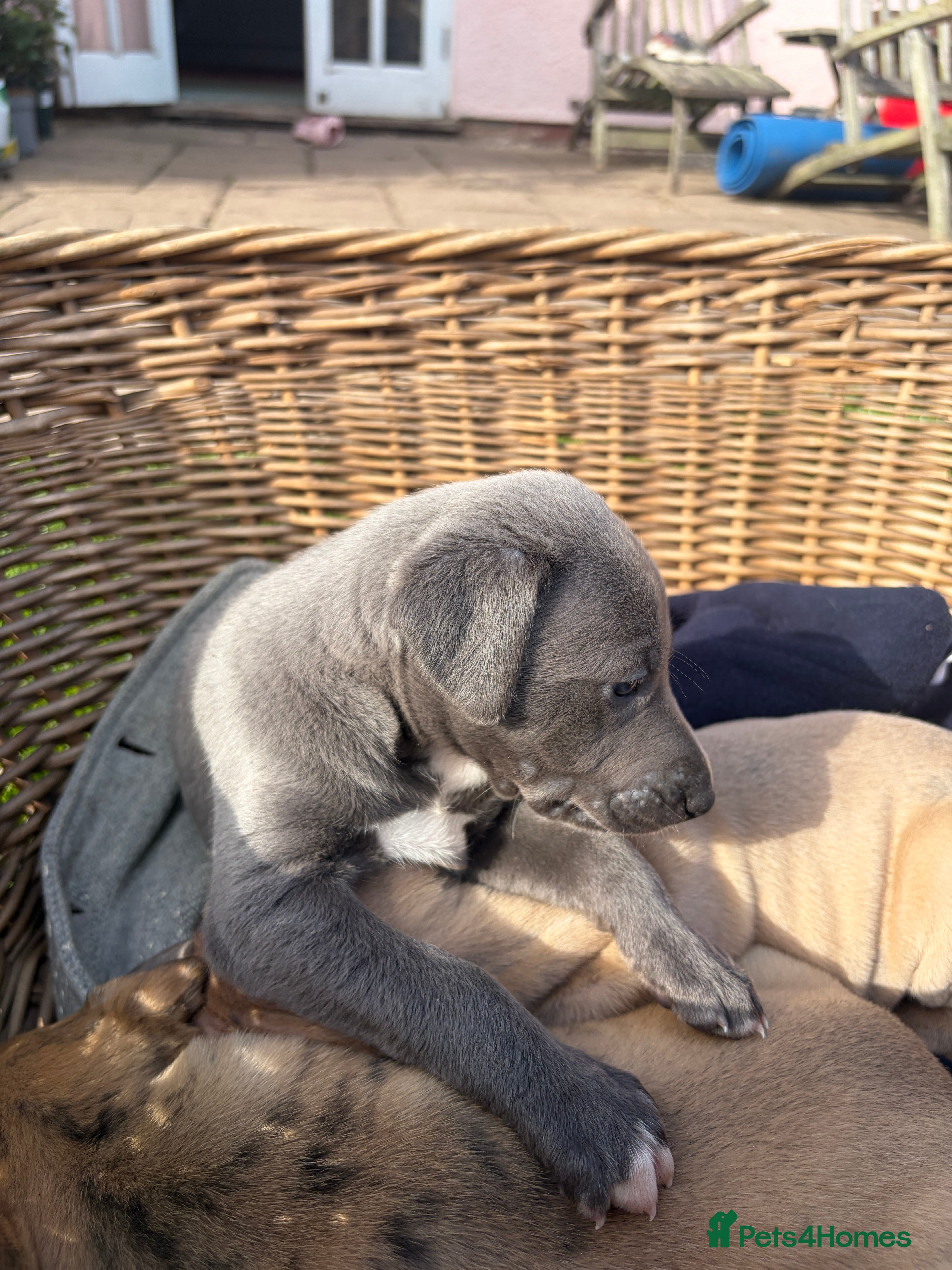 Whippet dogs Beautiful KC Whippet Puppies - Advert 2