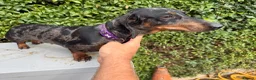 Miniature Dachshund dogs for sale: Tri coloured Mini Dachshund  in Stafford - Advert 6