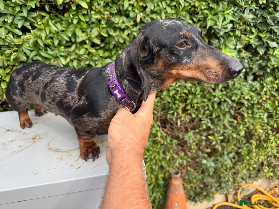 Miniature Dachshund dogs for sale: Tri coloured Mini Dachshund  in Stafford - Advert 6