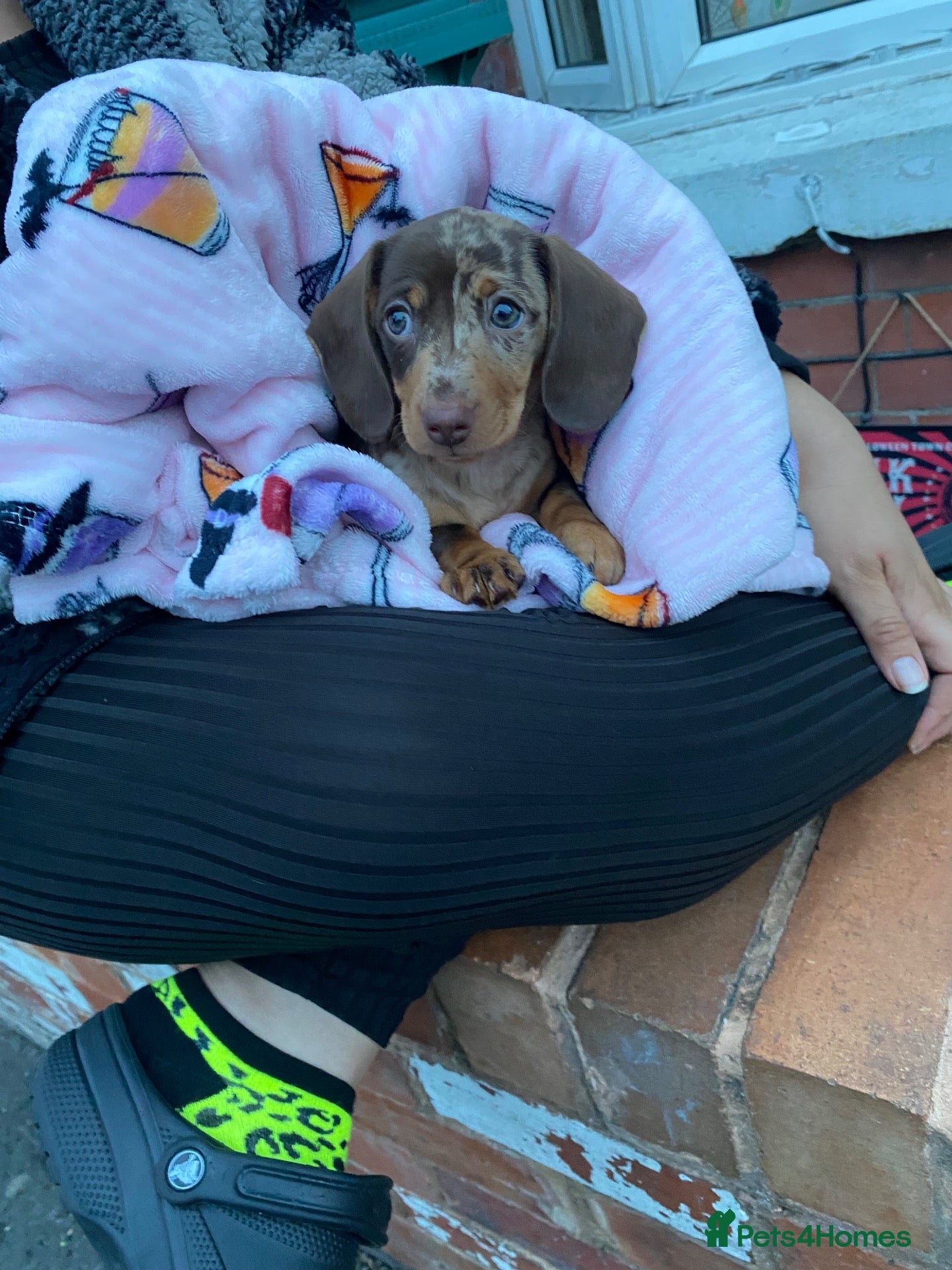 Miniature Dachshund dogs Beautiful smooth haired mini dachshunds😍 - Advert 1