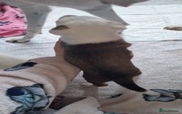 Mixed Breed dogs for sale: Staffy-lurcher Cross Border Collie  - Image 5