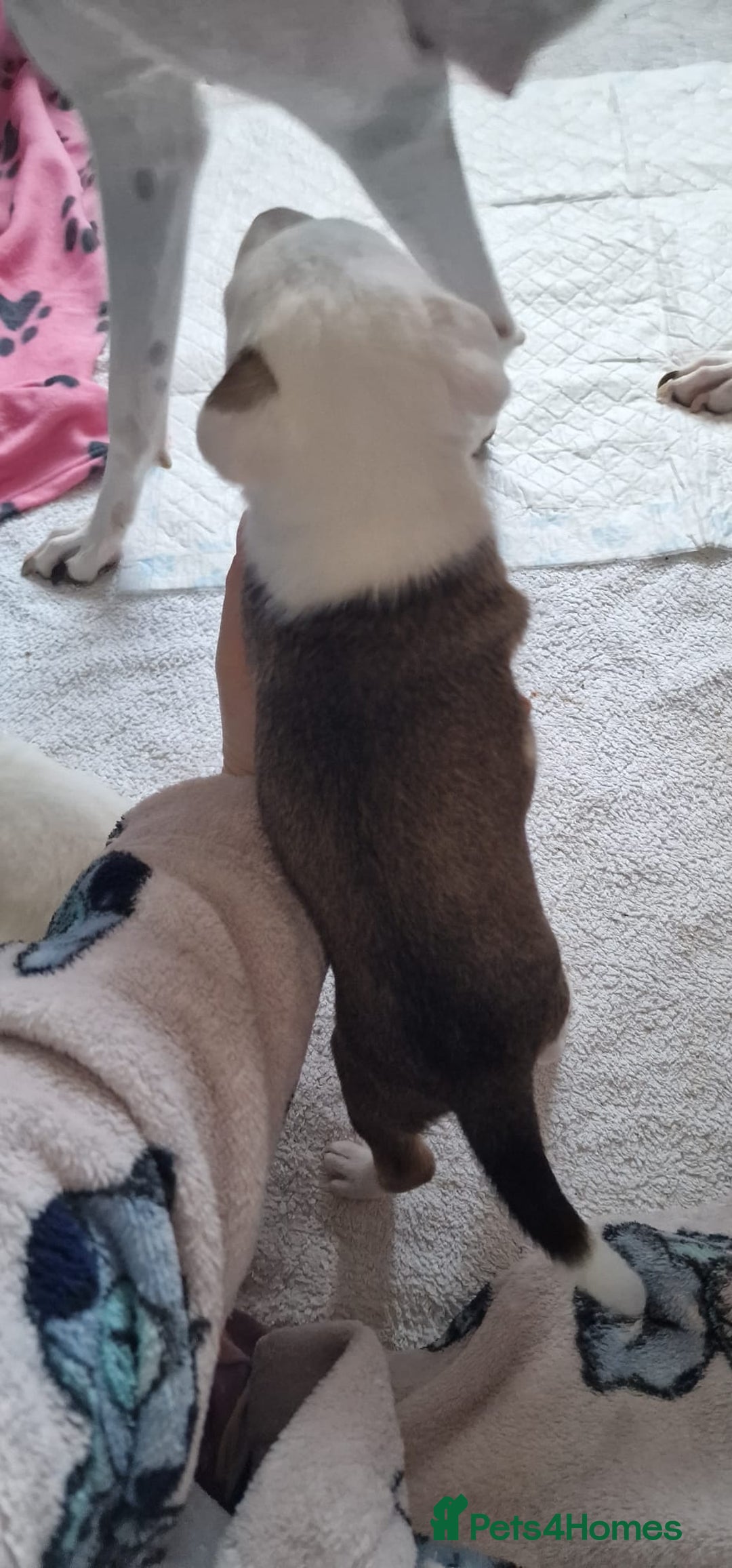 Mixed Breed dogs for sale: Staffy-lurcher Cross Border Collie  - Image 5