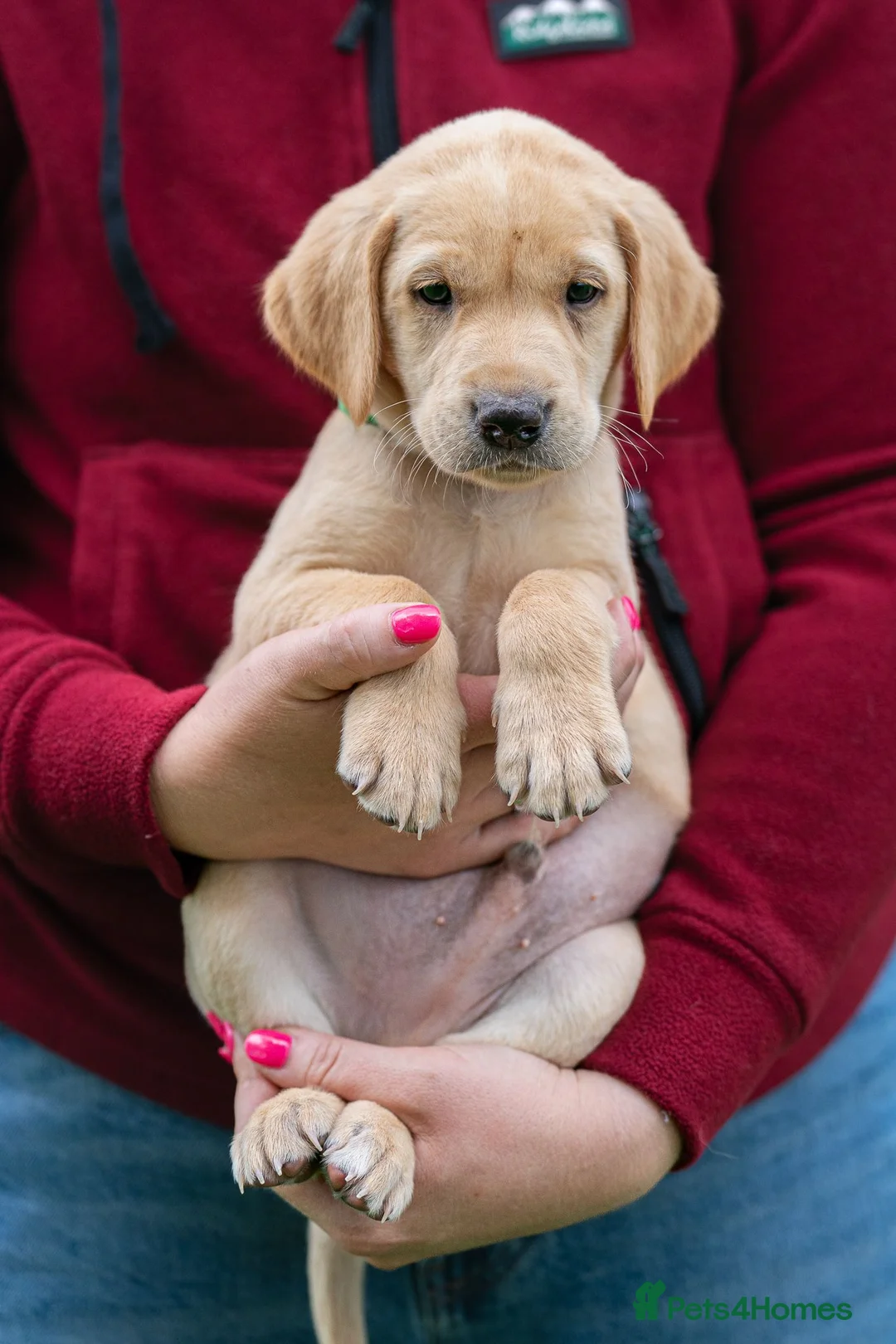 Labrador Retriever dogs for sale: READY TO LEAVE! 1 Black bitch 1 yellow dog left - Advert 2