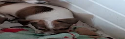 Jack Russell dogs for sale: Docked (vet papers)Traditioal Jack Russel  - Advert 23