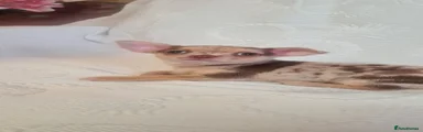 Chihuahua 1