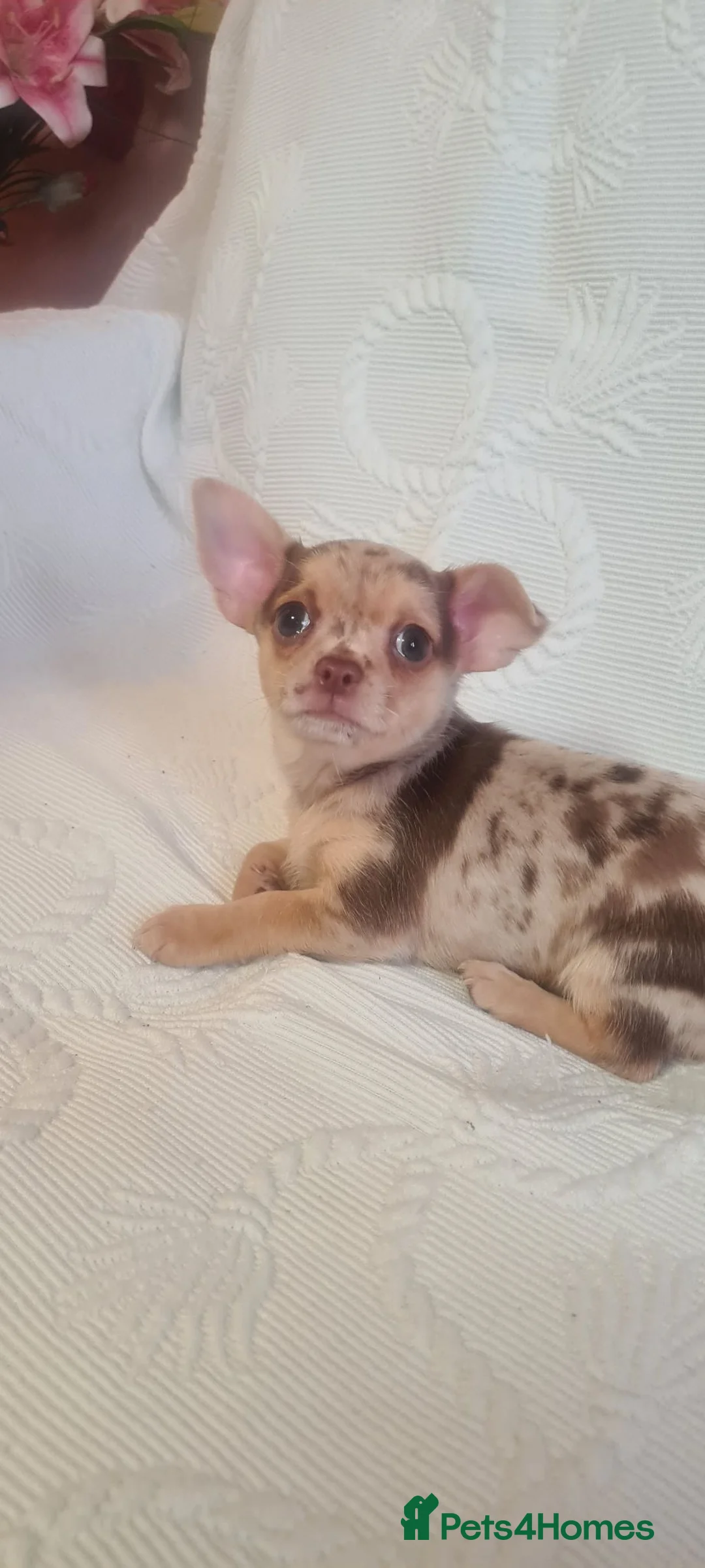 Chihuahua dogs for sale: 3 adorable chihuahua puppies boys for sale - Advert 2