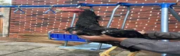 Mixed Breed birds for sale: Shamu Aseel Pure Breed - Advert 2
