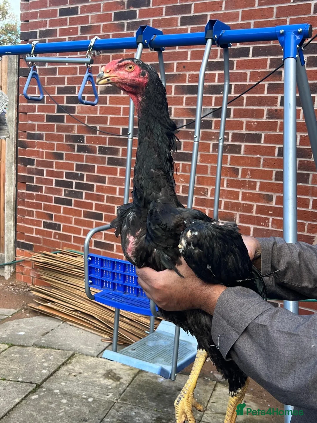Mixed Breed birds for sale: Shamu Aseel Pure Breed - Advert 2