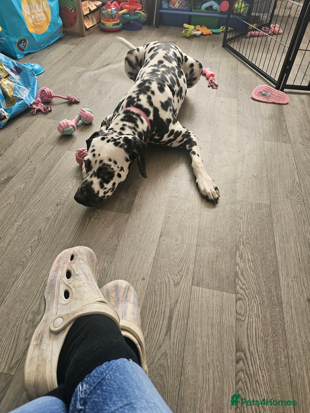 Dalmatian dogs for sale: Beautiful female dalmatian  - Image 2
