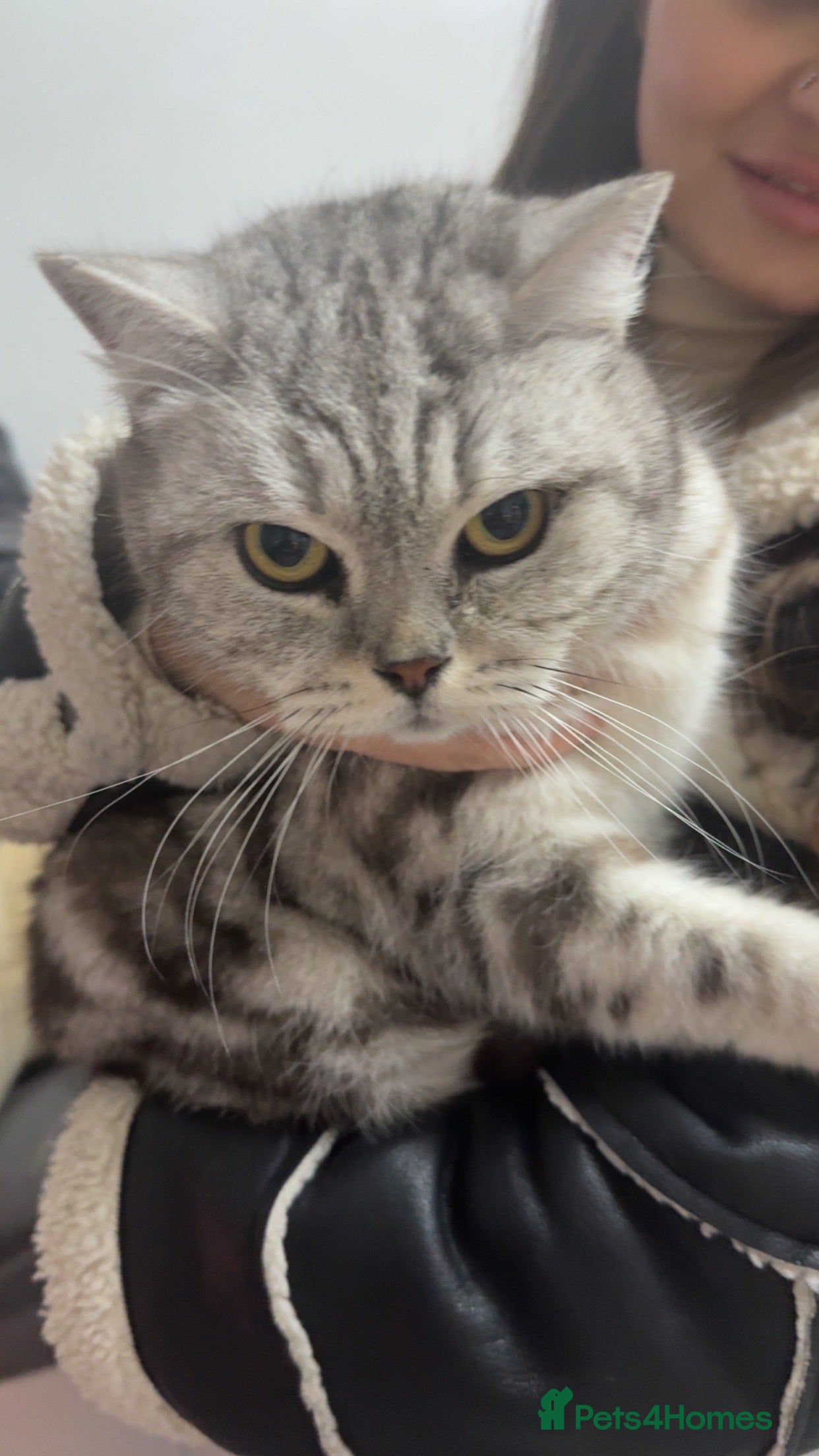 British Shorthair cats Tabby British short hair - Advert 10