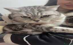 British Shorthair cats for sale: Tabby British short hair - Advert 1