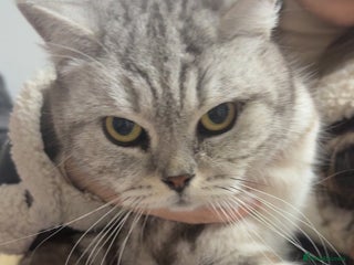 British Shorthair cats Tabby British short hair - Advert 1