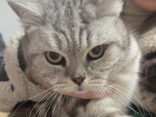 British Shorthair cats Tabby British short hair - Advert 19